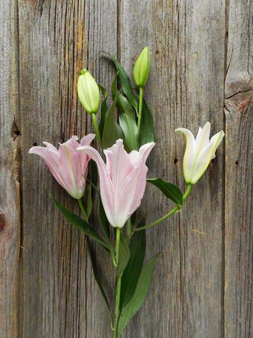 SORBONNE  PINK ORIENTAL LILIES